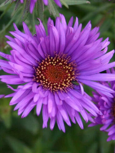 Астра новоанглийская Purple Dome (Пепл Дом), горшок Р9