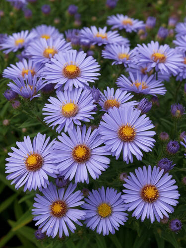 Астра кустарниковая Lady in Blue (Леди ин Блю)