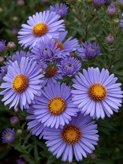 Астра кустарниковая Lady in Blue (Леди ин Блю)