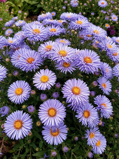 Астра кустарниковая Lady in Blue (Леди ин Блю)
