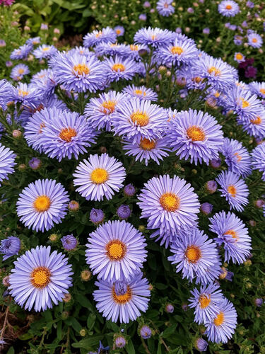 Астра кустарниковая Lady in Blue (Леди ин Блю)