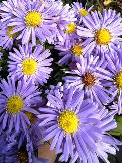 Астра кустарниковая Lady in Blue (Леди ин Блю)