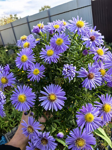 Астра кустарниковая Lady in Blue (Леди ин Блю)