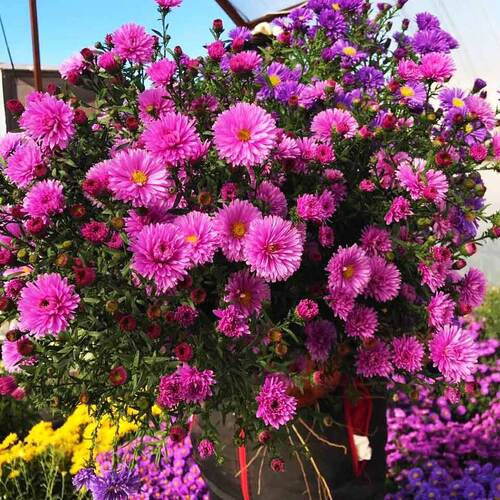 Астра новобельгийская Marmala Pink (Мармала Пинк) 