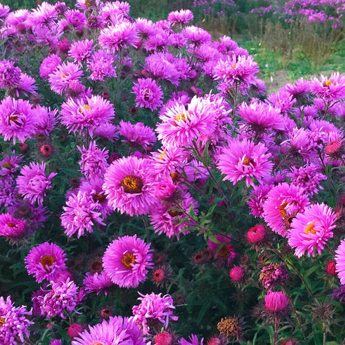 Астра новобельгийская Marmala Pink (Мармала Пинк) 