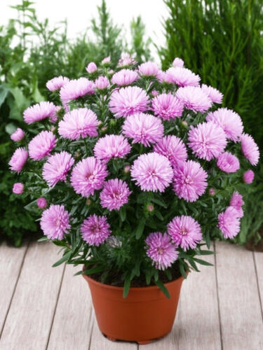 Астра новобельгийская Showmaker Baby Pink (Шоумейкер Бэби Пинк)