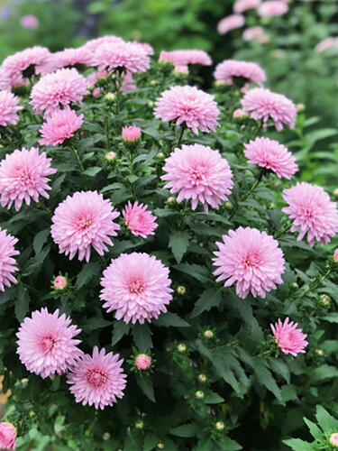 Астра новобельгийская Showmaker Baby Pink (Шоумейкер Бэби Пинк)