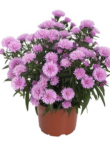 Астра новобельгийская Showmaker Baby Pink (Шоумейкер Бэби Пинк)