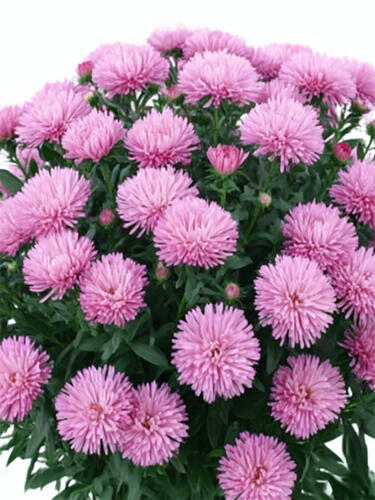 Астра новобельгийская Showmaker Baby Pink (Шоумейкер Бэби Пинк)