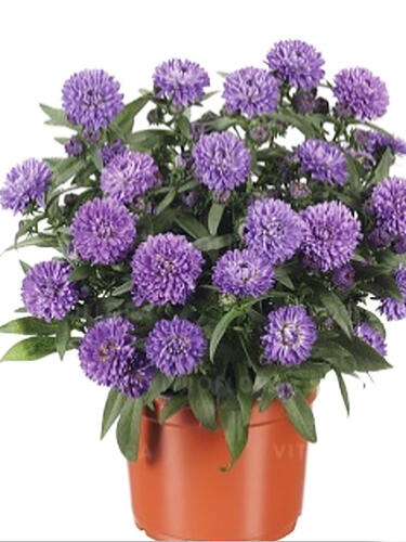 Астра новобельгийская Showmaker Blue Bayou  (Шоумейкер Блу Байю)