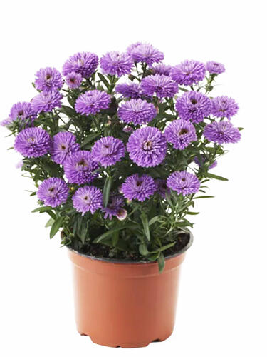 Астра новобельгийская Showmaker Blue Bayou  (Шоумейкер Блу Байю)