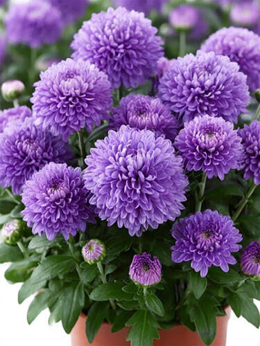 Астра новобельгийская Showmaker Blue Bayou  (Шоумейкер Блу Байю)