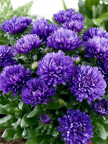 Астра новобельгийская Showmaker Indigo Ice ( Шоумейкер Индиго Айс)