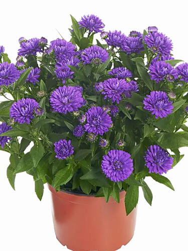 Астра новобельгийская Showmaker Indigo Ice ( Шоумейкер Индиго Айс)