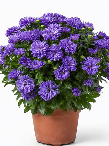 Астра новобельгийская Showmaker Indigo Ice ( Шоумейкер Индиго Айс)