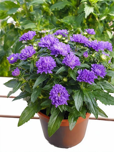 Астра новобельгийская Showmaker Indigo Ice ( Шоумейкер Индиго Айс)