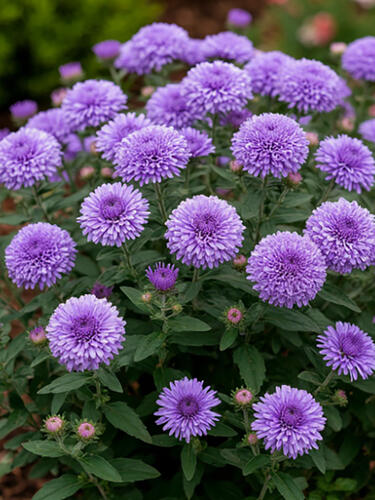 Астра новобельгийская Showmaker  Lavender ( Шоумейкер Лавандер) 