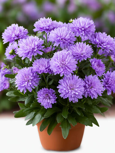 Астра новобельгийская Showmaker  Lavender ( Шоумейкер Лавандер) 