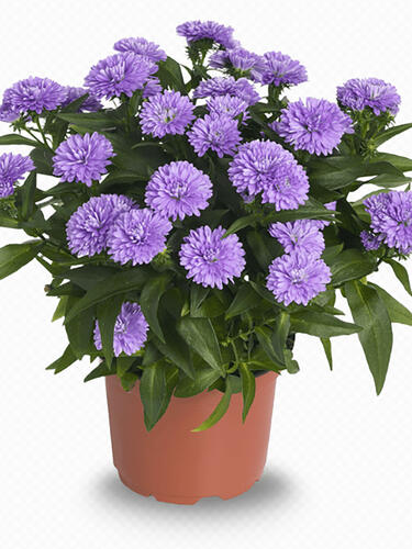 Астра новобельгийская Showmaker  Lavender ( Шоумейкер Лавандер) 