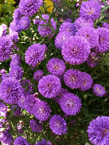 Астра новобельгийская Showmaker  Pretty Pink (Шумейкер Претти Пинк)