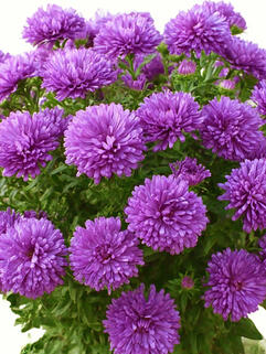 Астра новобельгийская Showmaker  Pretty Pink (Шумейкер Претти Пинк)