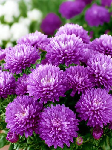 Астра новобельгийская Showmaker  Pretty Pink (Шумейкер Претти Пинк)