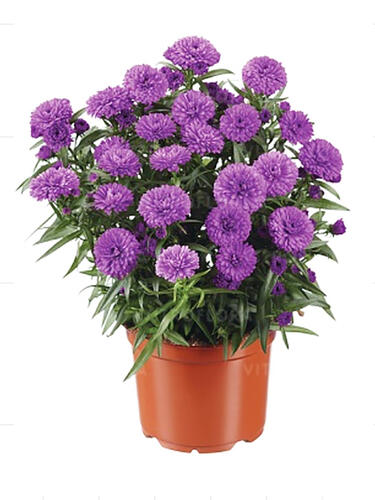 Астра новобельгийская Showmaker  Pretty Pink (Шумейкер Претти Пинк)