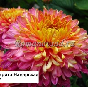 NEW! Хризантемы - каталог весна 2026 г.