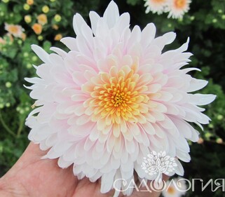 Хризантема корейская Яблоневый цвет №2
