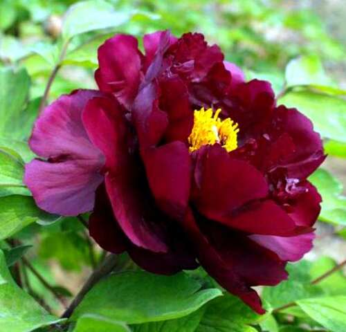 Пион травянистый Black Beauty (Блэк Бьюти)