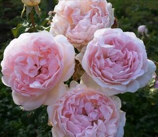 Роза английская кустовая Шарифа Асма (Sharifa Asma)