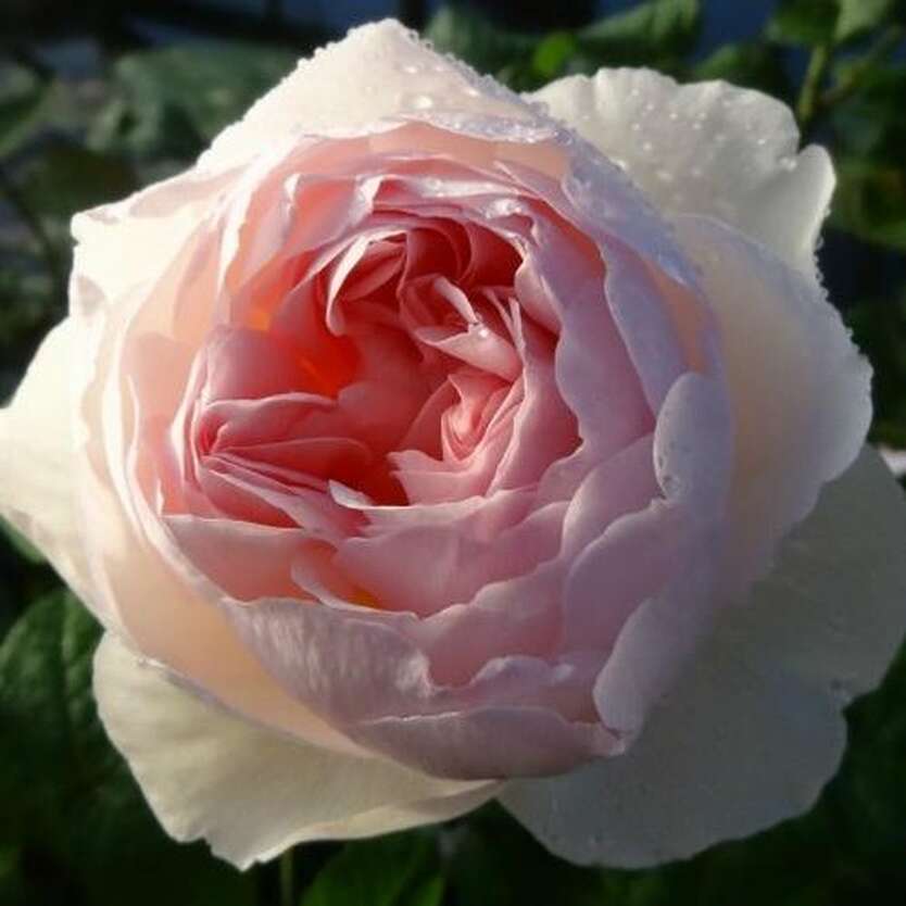 Роза шарифа асма фото и описание