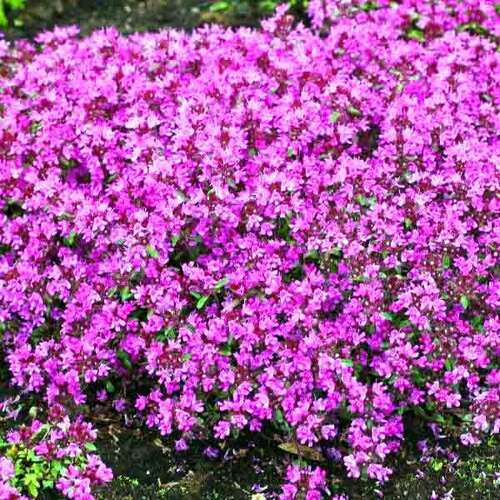 Тимьян (чабрец) Purple Beauty (Пурпл Бьюти)