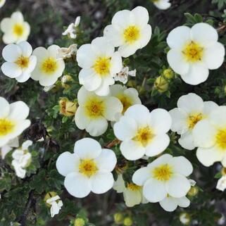 Лапчатка кустарниковая Primrose Beauty (Примроуз Бьюти)