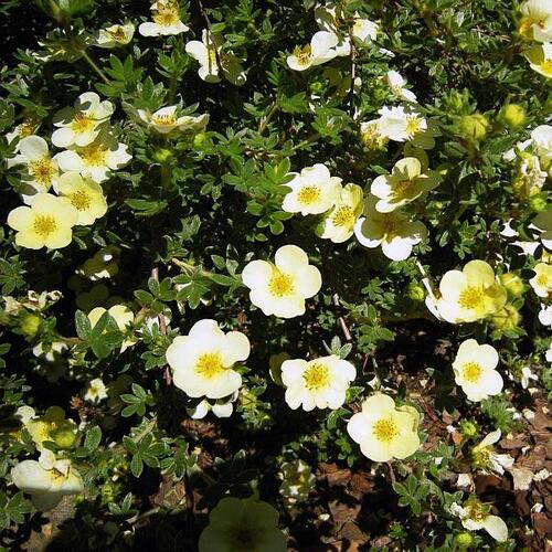 Лапчатка кустарниковая Primrose Beauty (Примроуз Бьюти)