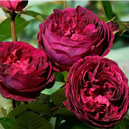 Роза английская кустовая Фальстаф (Falstaff)