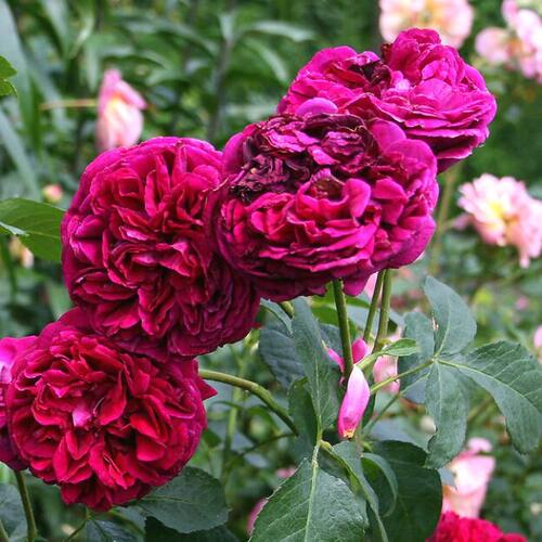 Роза английская кустовая Фальстаф (Falstaff)
