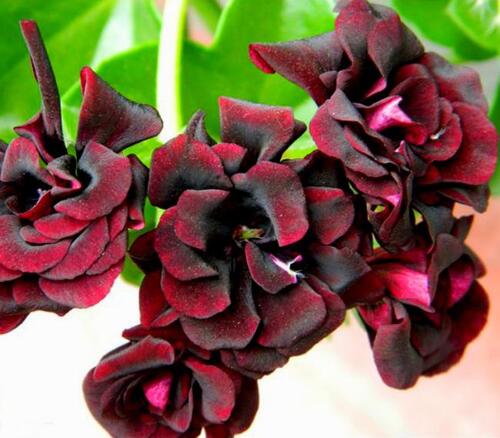 Пеларгония Royal Black Rose