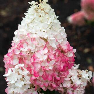 Гортензия метельчатая Strawberry Blossom (Строуберри Блоссом)