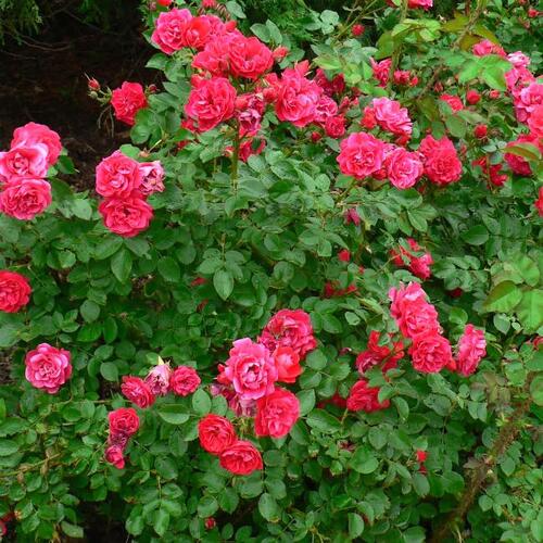Роза канадская George Vancouver