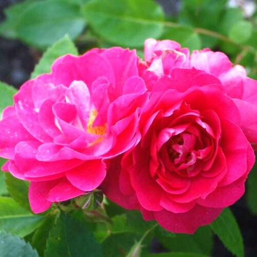 Роза канадская John Cabot