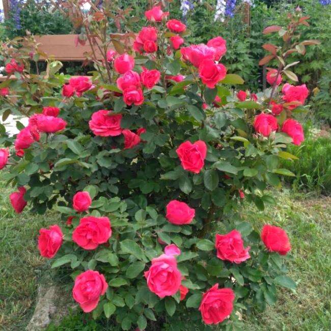 Канадская Роза Фото