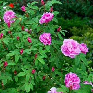 Роза канадская Therese Bugnet
