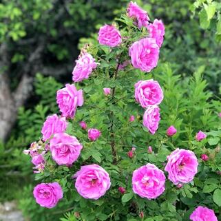 Роза канадская Wasagaming