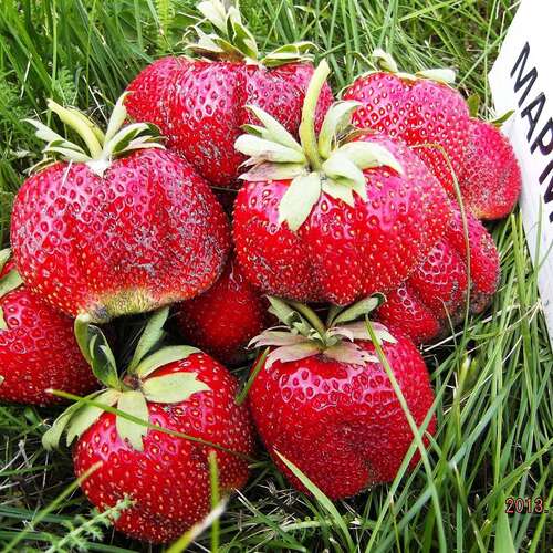 Клубника среднеспелая Мармелада