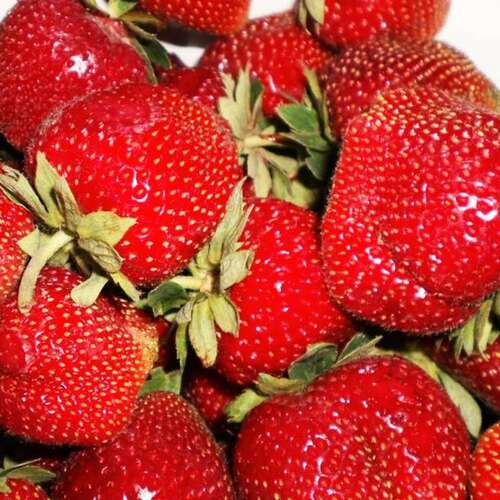 Клубника среднеспелая Мармелада