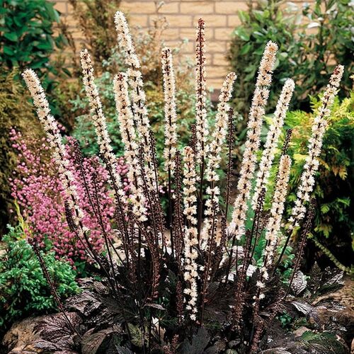Воронец (Клопогон) ветвистый Atropurpurea (Атропурпуреа)