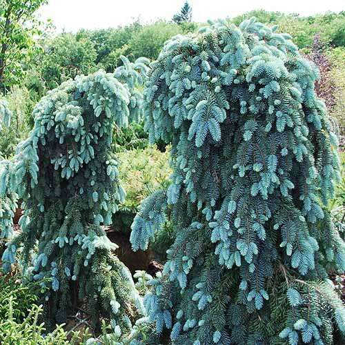 Ель колючая Glauca Pendula (Глаука Пендула)