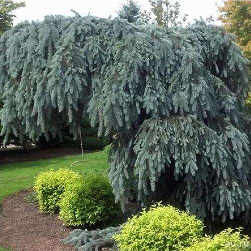 Ель колючая Glauca Pendula (Глаука Пендула)