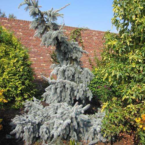Ель колючая Glauca Pendula (Глаука Пендула)